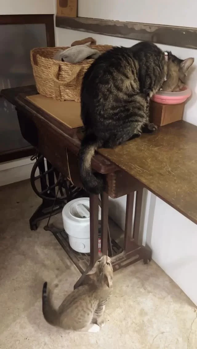 #pon猫
#well猫
#zukoushitu
#看板猫
#猫スタグラム