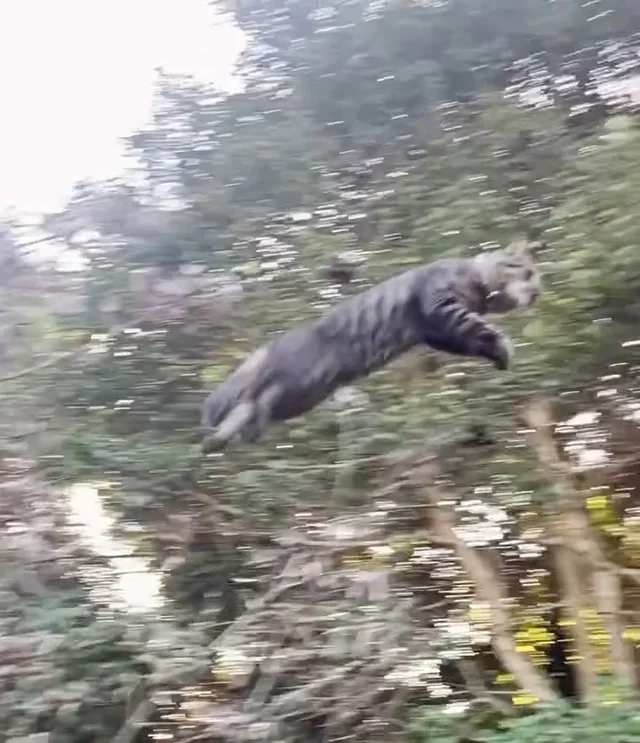 6歳だけとまだまだヤンチャ😼
#pon猫 #zukoushitu
#看板猫 #猫 #猫スタグラム #猫のいる暮らし #猫の  #猫のいる生活 #猫のいる風景