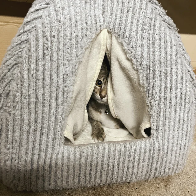 一括ローン3000yen高断熱アルミ複層のモダン新居🏠
#zukoushitu
#ウェル猫
#看板猫