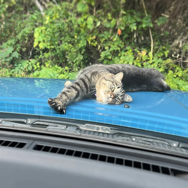 最近とても凶暴で軍手しても怖くて爪が切れないんです。
#pon猫
#ラシーン
#zukoushitu
#看板猫