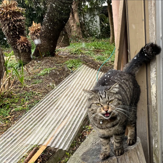 雪だにゃー☃️🌴
#pon猫
#看板猫